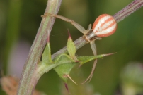 *(41000) Le Thomise ppin de raisin. Une femelle (Araneae - Thomisidae - Runcinia grammica)